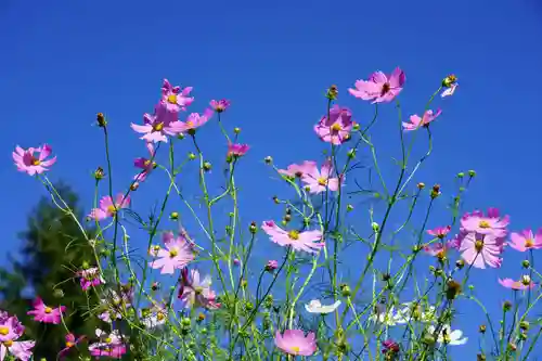 豊景神社の自然