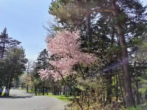 上川神社の自然