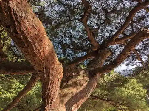尾張冨士大宮浅間神社の自然