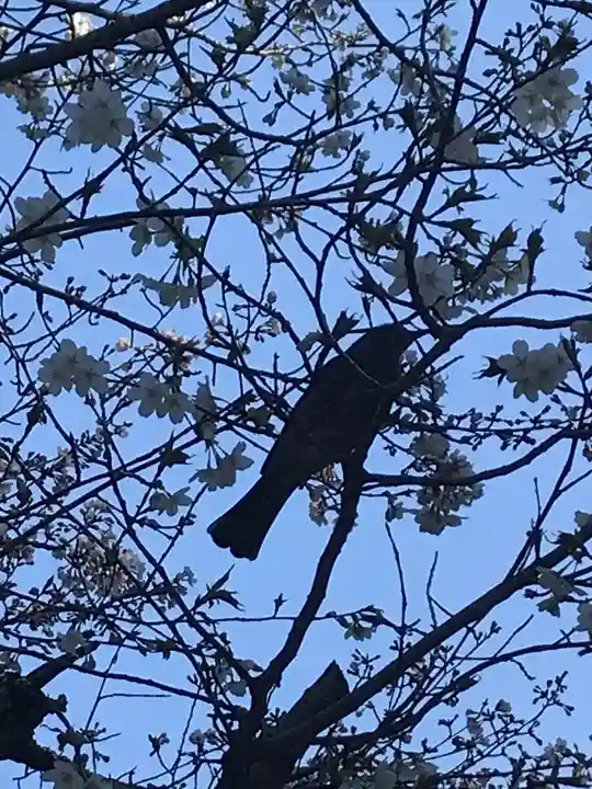 常磐神社の動物
