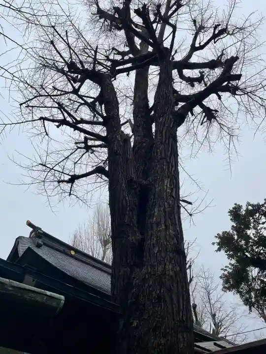 橋戸稲荷神社の{uncategorized: "未分類", other: "その他", undefined: "問題あり", building: "その他建物", grave: "お墓", sacred_gate: "鳥居", guardian: "狛犬", statue: "像", buddha: "仏像", history: "歴史", nature: "自然", garden: "庭園", animal: "動物", pagoda: "塔", temizu: "手水舎", mountain_gate: "山門・神門", sanctuary: "本殿・本堂", subordinate: "末社・摂社", art: "芸術", scenery: "景色", jizo: "地蔵", ema: "絵馬", goshuin: "御朱印", omikuji: "おみくじ", items: "授与品その他", amulet: "お守り", goshuincho: "御朱印帳", eats: "食事", festival: "お祭り", votive_dance: "神楽", shichigosan: "七五三参", wedding: "結婚式", experience: "体験その他", initially: "初詣", around: "周辺", anti_infection: "感染症対策"}