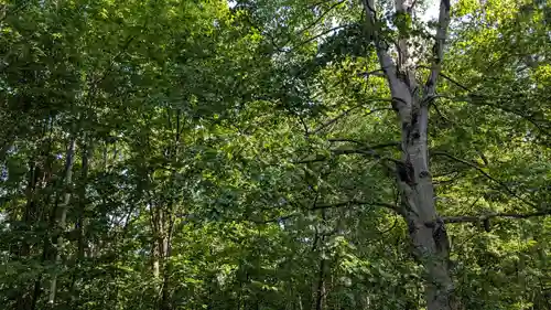 上川神社の自然