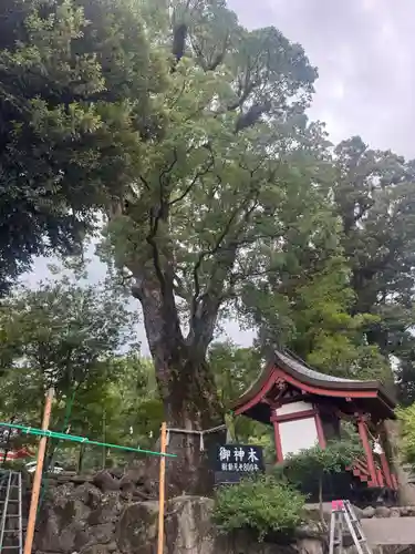 鹿児島神宮(鹿児島県)