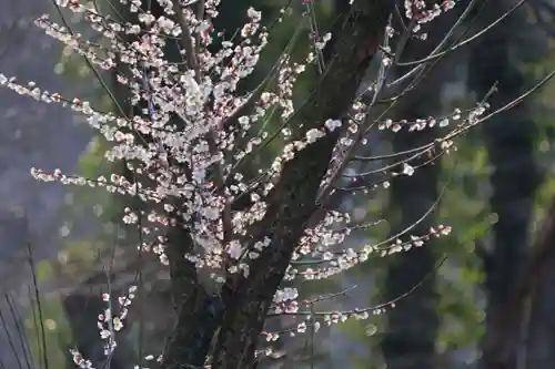 阿久津「田村神社」（郡山市阿久津町）旧社名：伊豆箱根三嶋三社の庭園