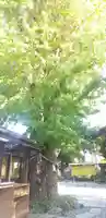 菊田神社の自然