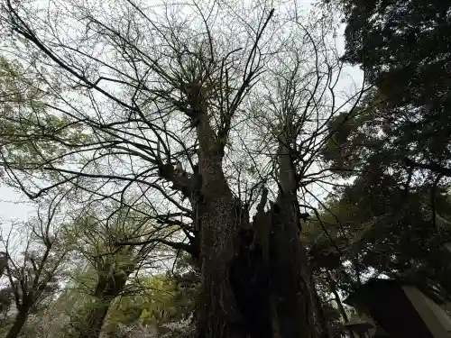 赤坂氷川神社の{uncategorized: "未分類", other: "その他", undefined: "問題あり", building: "その他建物", grave: "お墓", sacred_gate: "鳥居", guardian: "狛犬", statue: "像", buddha: "仏像", history: "歴史", nature: "自然", garden: "庭園", animal: "動物", pagoda: "塔", temizu: "手水舎", mountain_gate: "山門・神門", sanctuary: "本殿・本堂", subordinate: "末社・摂社", art: "芸術", scenery: "景色", jizo: "地蔵", ema: "絵馬", goshuin: "御朱印", omikuji: "おみくじ", items: "授与品その他", amulet: "お守り", goshuincho: "御朱印帳", eats: "食事", festival: "お祭り", votive_dance: "神楽", shichigosan: "七五三参", wedding: "結婚式", experience: "体験その他", initially: "初詣", around: "周辺", anti_infection: "感染症対策"}