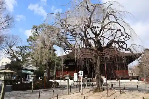大報恩寺（千本釈迦堂）の自然