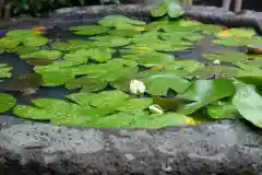 極楽寺（霊鷲山感應院極楽律寺）の自然