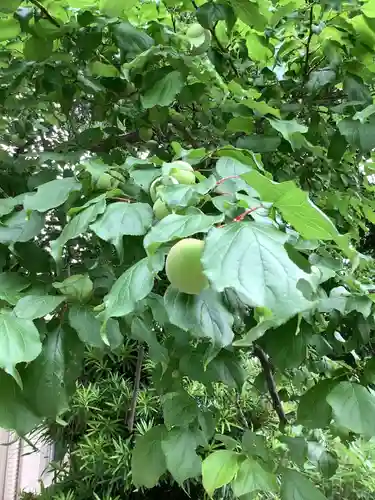 富部神社の自然