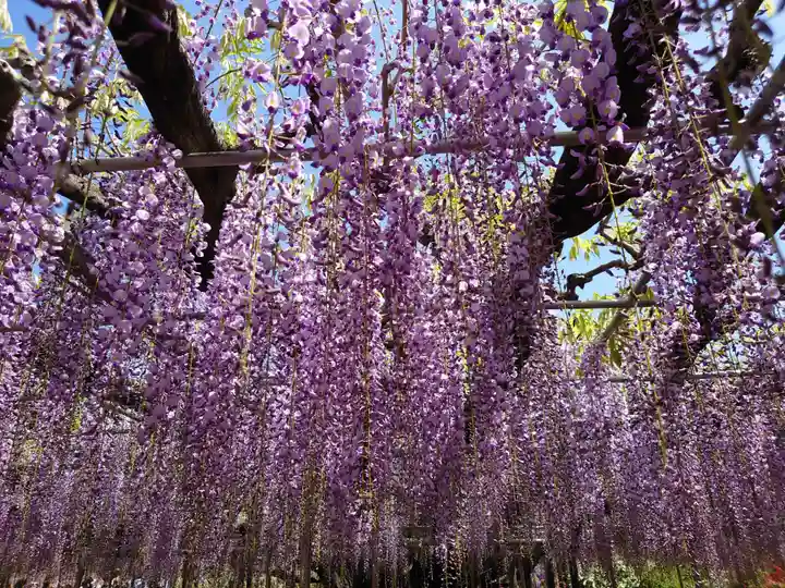 賀茂別雷神社の自然