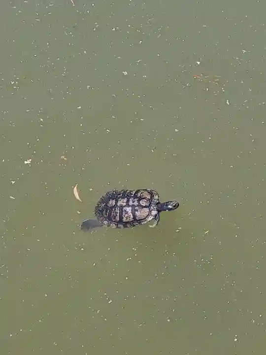 成田山新勝寺(千葉県)