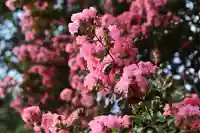 三津厳島神社(愛媛県)