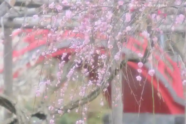 亀戸天神社(東京都)