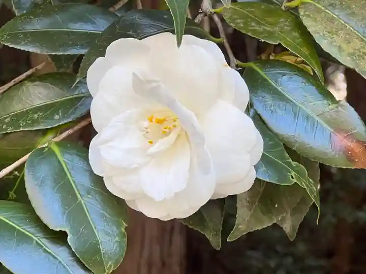 大豊神社(京都府)