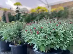 國魂神社の自然