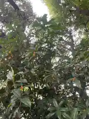 大鳥神社の自然