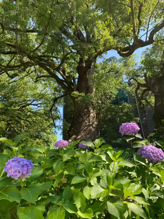 太宰府天満宮の自然