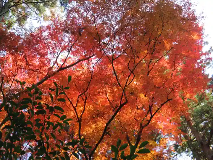 倭姫宮(皇大神宮別宮)の自然