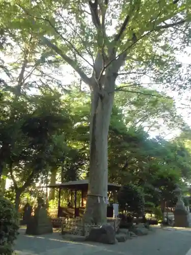 前鳥神社の自然