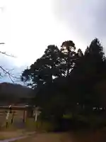 一本杉神社(島根県)