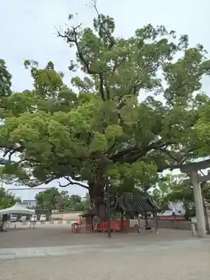 百舌鳥八幡宮(大阪府)