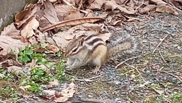 留辺蘂神社(北海道)