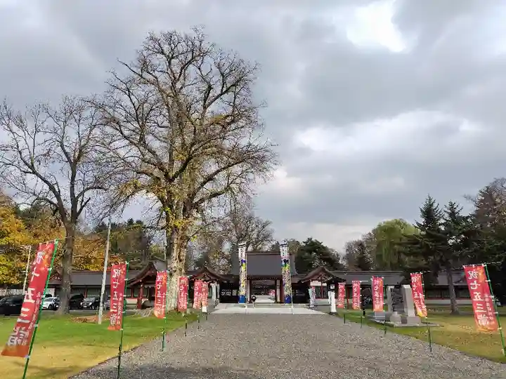 北海道護國神社の七五三参