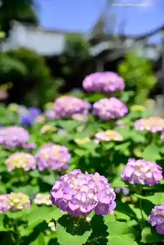 白山神社(東京都)