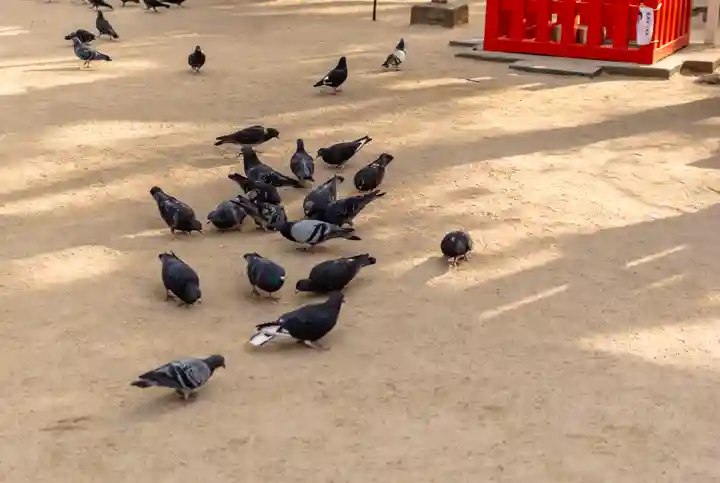 筥崎宮(福岡県)