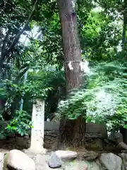 安居神社の自然