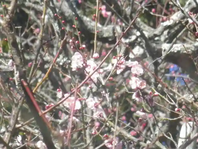 荏柄天神社の自然