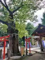 新田神社(東京都)