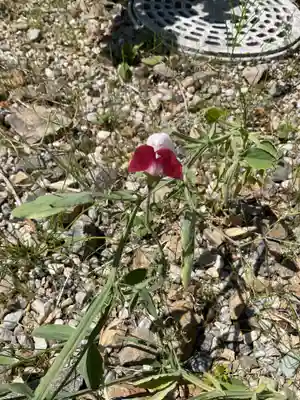 井際山 如意輪寺(愛知県)
