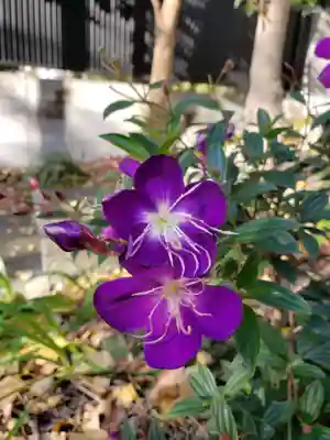 寶泉寺（宝泉寺）(東京都)