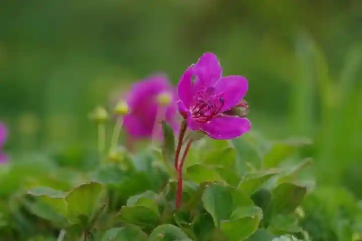秋田駒ヶ岳駒形神社の自然