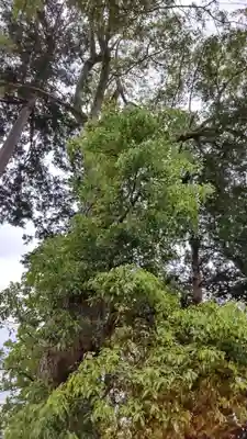 賀茂神社の自然