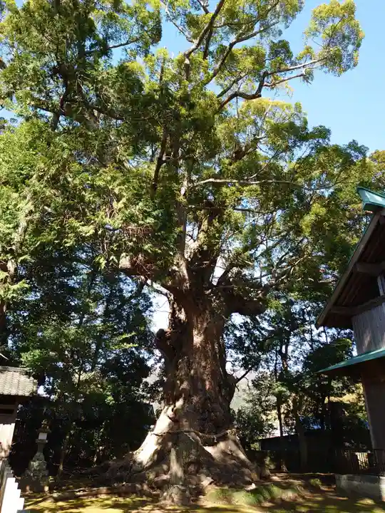 川津来宮神社の自然