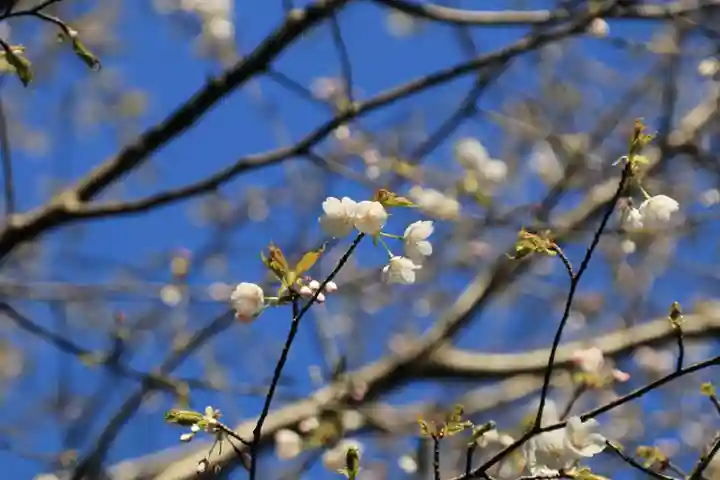 滑川神社 - 仕事と子どもの守り神の自然