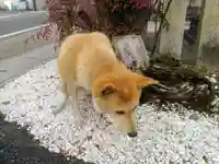 縣神社の動物