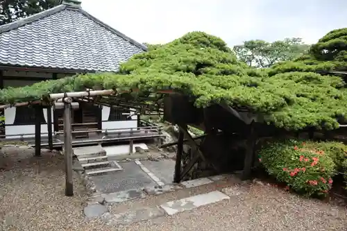 善峯寺(京都府)