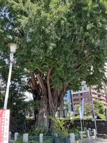 磐井神社の自然