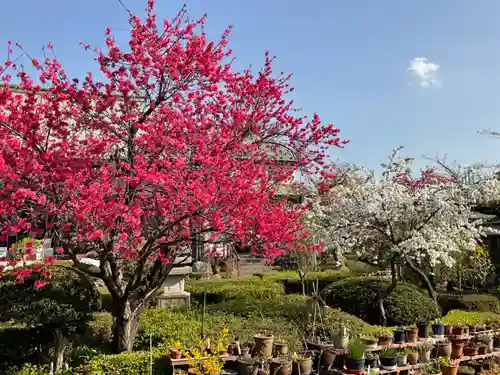 岩槻大師彌勒密寺の自然