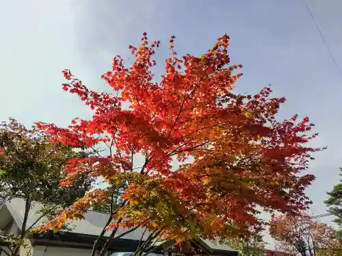 東川神社の自然