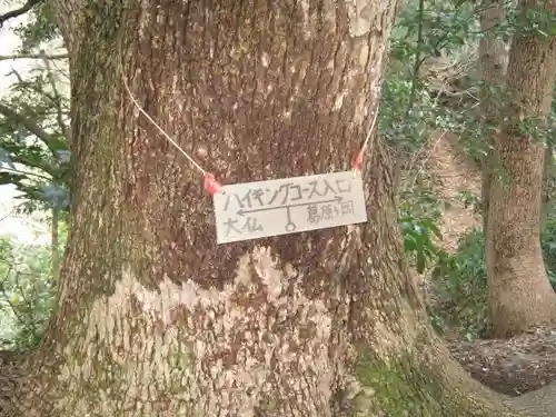 浅間神社の自然