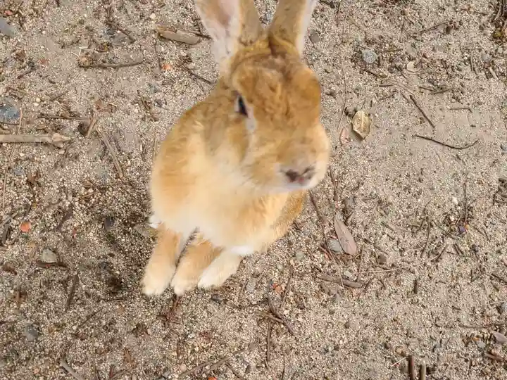 大久野島神社(広島県)