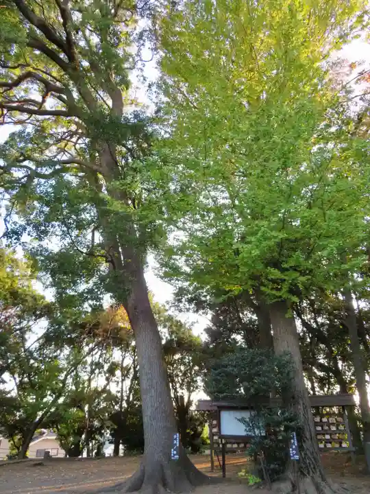 篠原八幡神社の自然