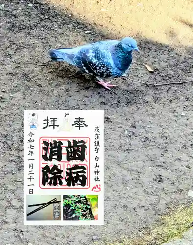 荻窪白山神社の御朱印