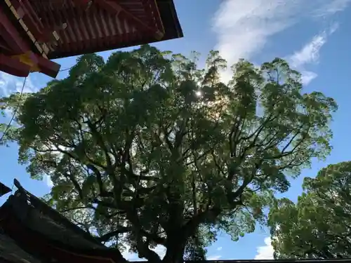 太宰府天満宮の自然