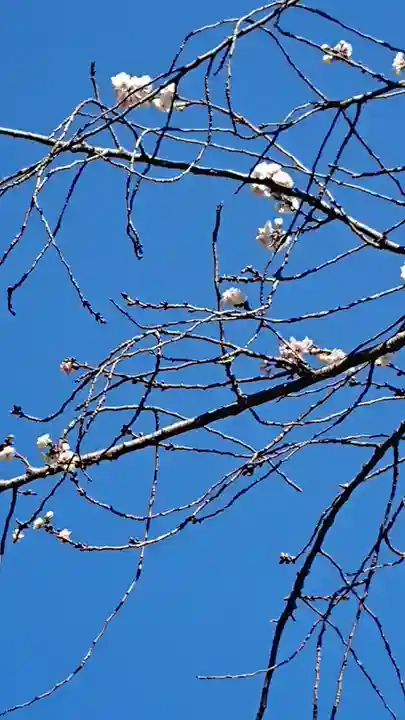 大宮姫神社の自然
