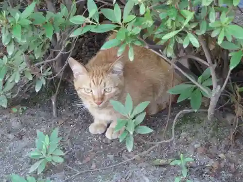 安井金比羅宮(京都府)
